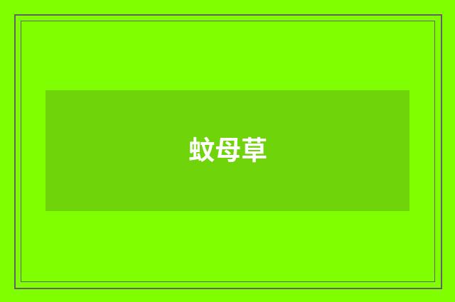 蚊母草