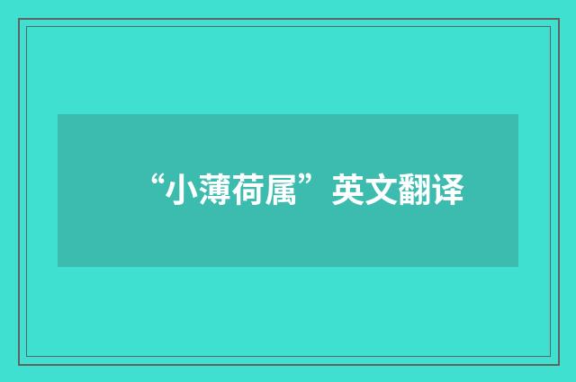 “小薄荷属”英文翻译