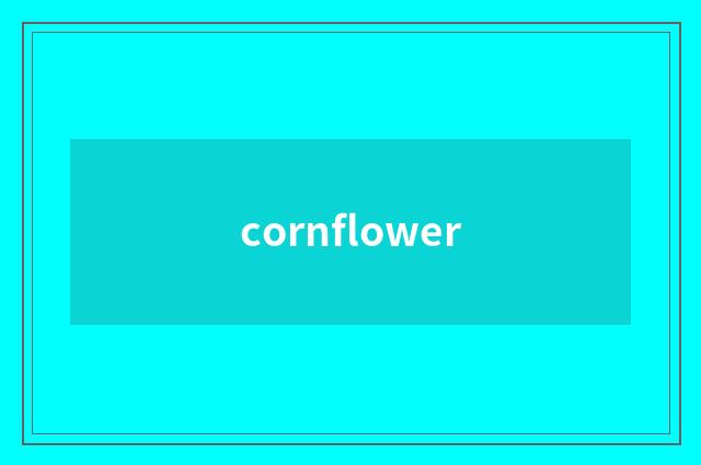 cornflower