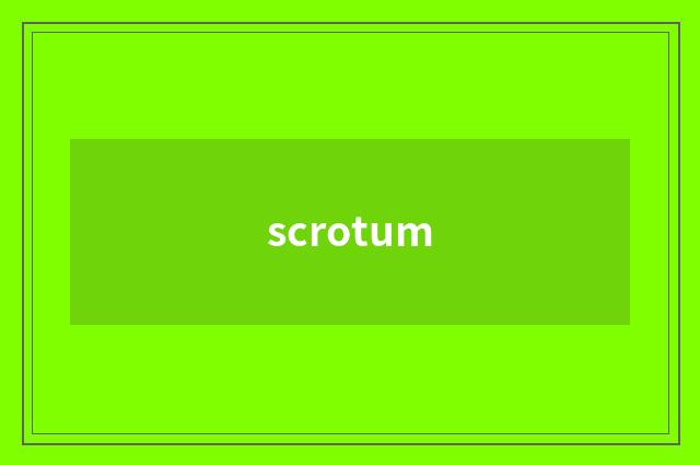 scrotum