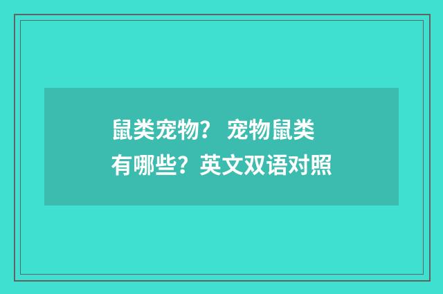 鼠类宠物? 宠物鼠类有哪些?英文双语对照
