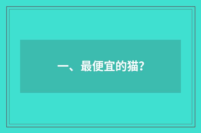 一、最便宜的猫？