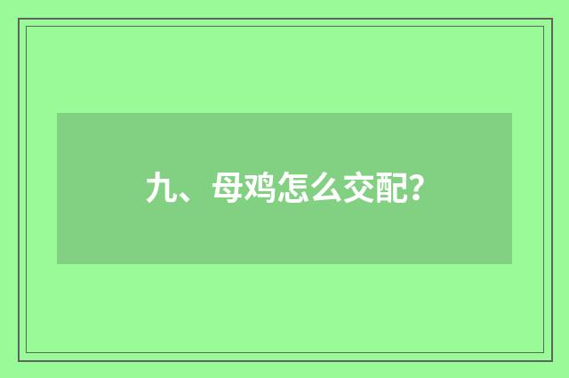 九、母鸡怎么交配？