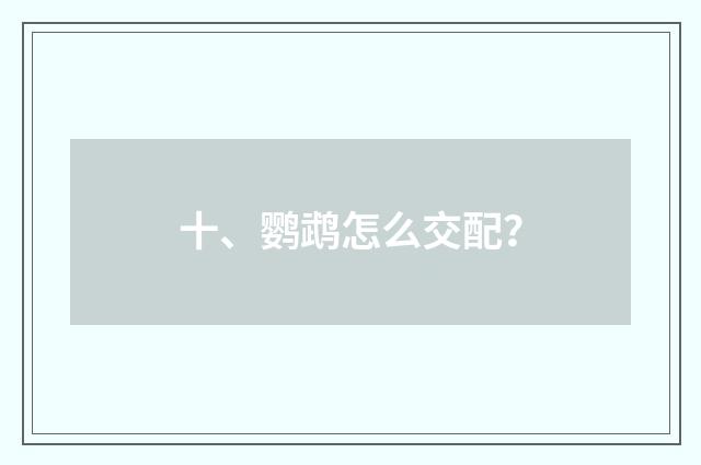 十、鹦鹉怎么交配？