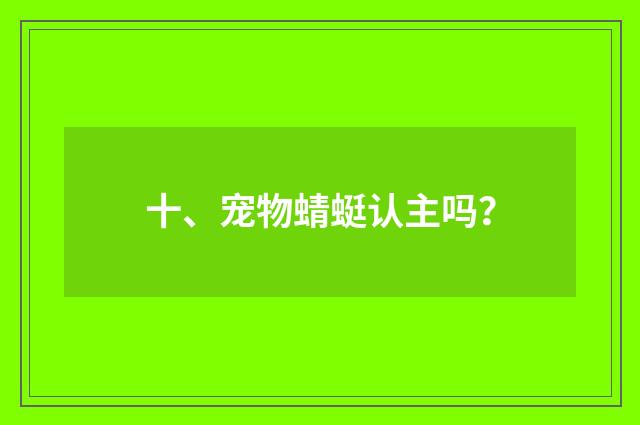十、宠物蜻蜓认主吗?