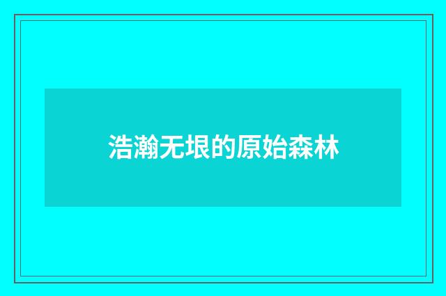 浩瀚无垠的原始森林