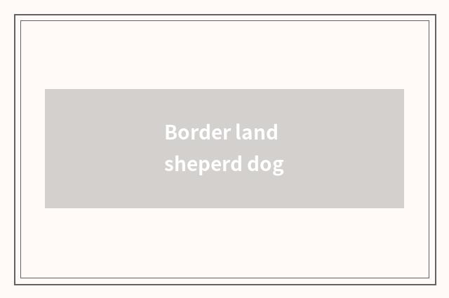 Border land sheperd dog