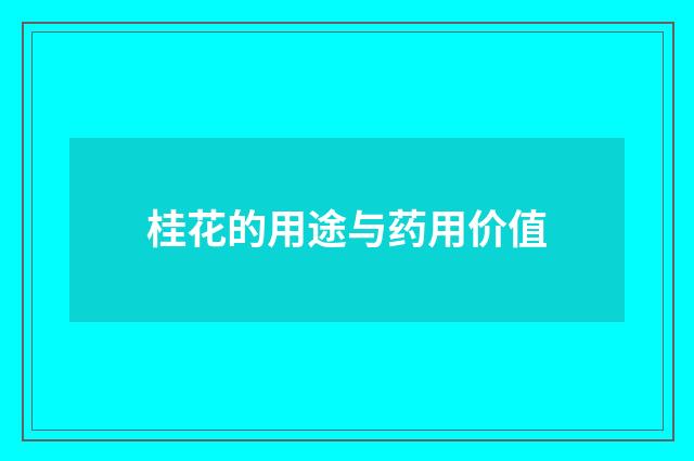桂花的用途与药用价值