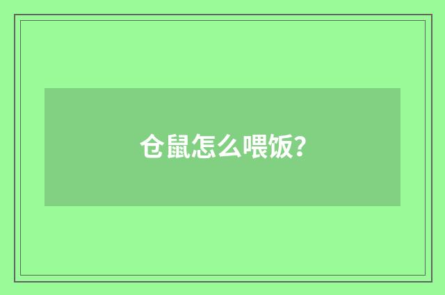 仓鼠怎么喂饭?