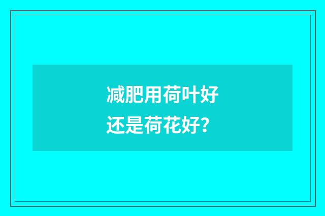 减肥用荷叶好还是荷花好?