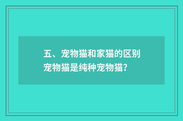 五、宠物猫和家猫的区别宠物猫是纯种宠物猫?
