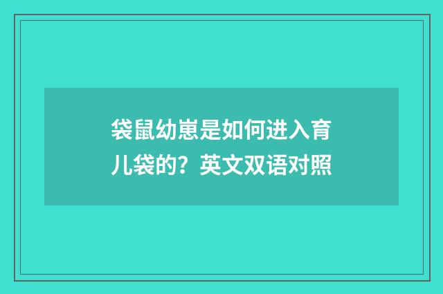袋鼠幼崽是如何进入育儿袋的？英文双语对照