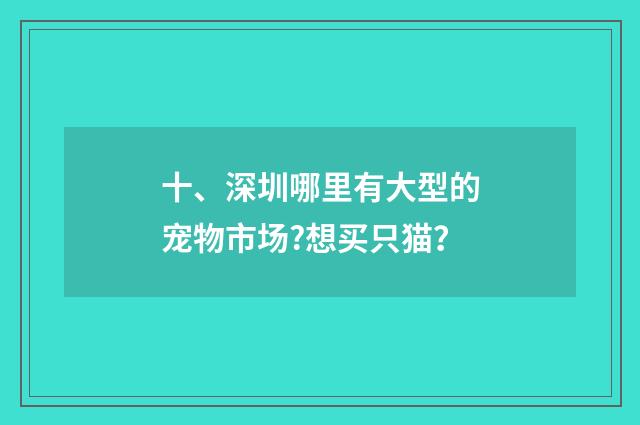十、深圳哪里有大型的宠物市场?想买只猫?