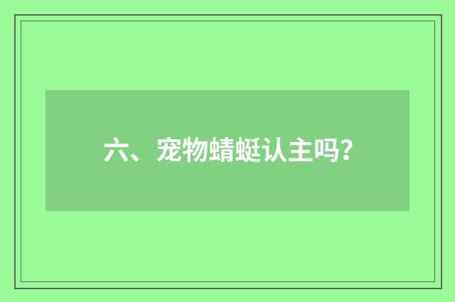 六、宠物蜻蜓认主吗?