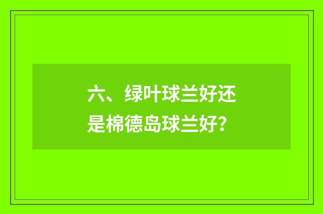 六、绿叶球兰好还是棉德岛球兰好？