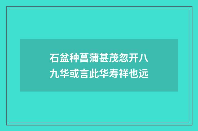 石盆种菖蒲甚茂忽开八九华或言此华寿祥也远