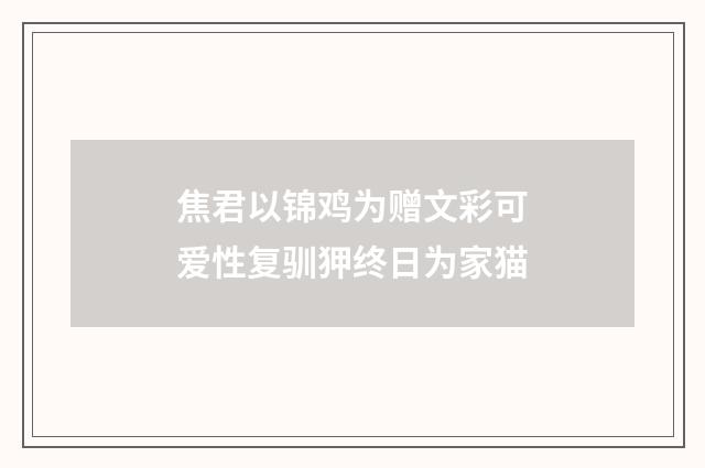 焦君以锦鸡为赠文彩可爱性复驯狎终日为家猫