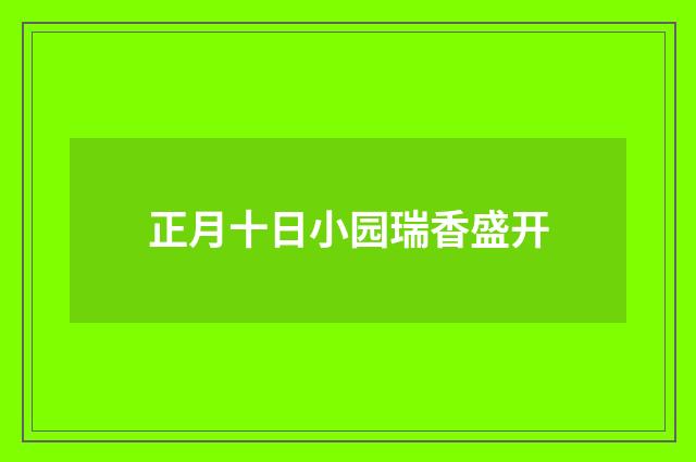 正月十日小园瑞香盛开