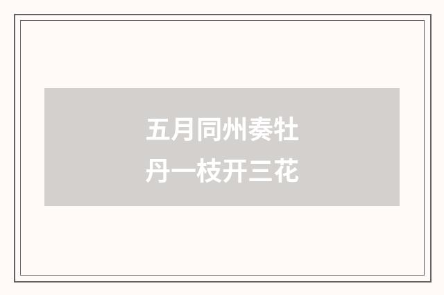 五月同州奏牡丹一枝开三花