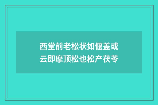西堂前老松状如偃盖或云即摩顶松也松产茯苓