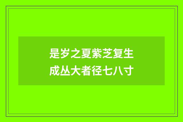 是岁之夏紫芝复生成丛大者径七八寸