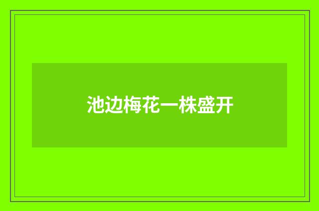 池边梅花一株盛开