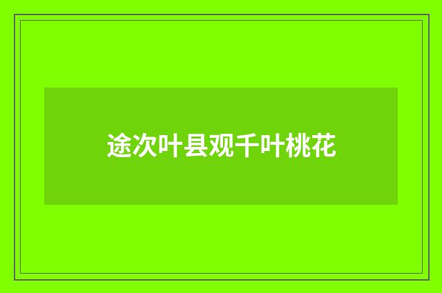 途次叶县观千叶桃花