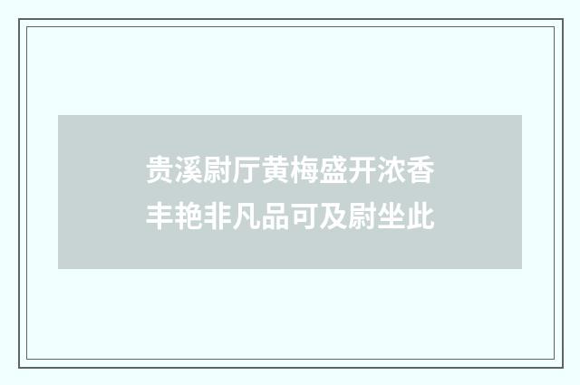 贵溪尉厅黄梅盛开浓香丰艳非凡品可及尉坐此
