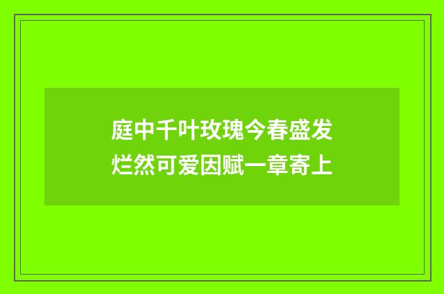 庭中千叶玫瑰今春盛发烂然可爱因赋一章寄上