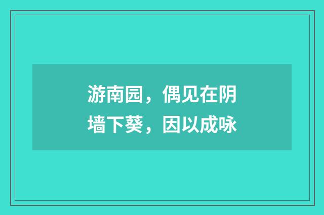 游南园，偶见在阴墙下葵，因以成咏