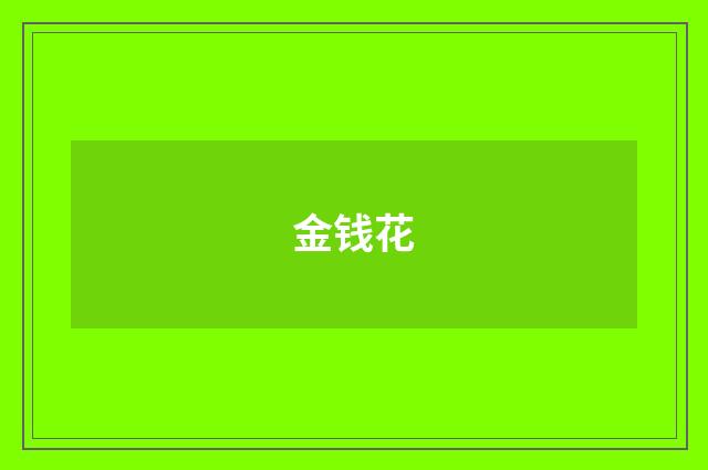 金钱花