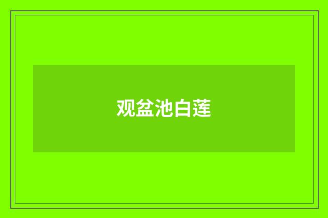 观盆池白莲