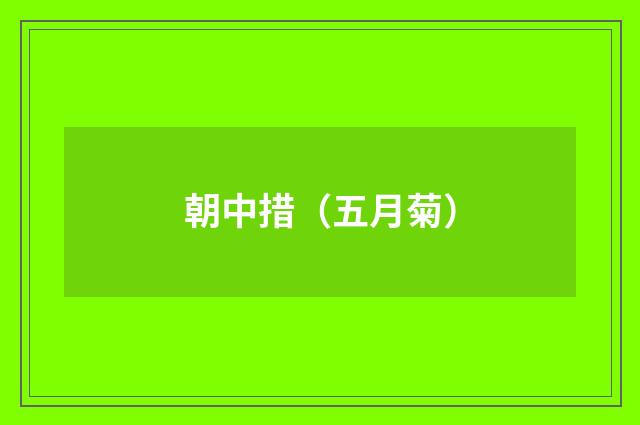 朝中措（五月菊）