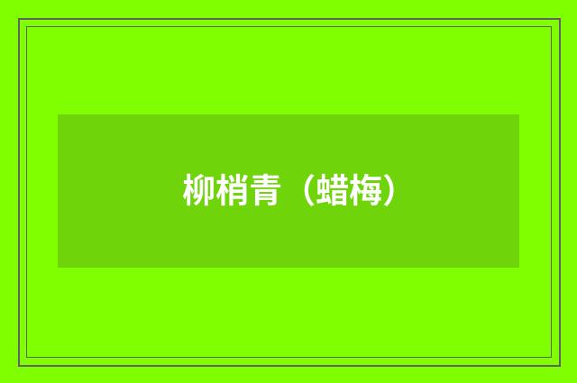 柳梢青（蜡梅）