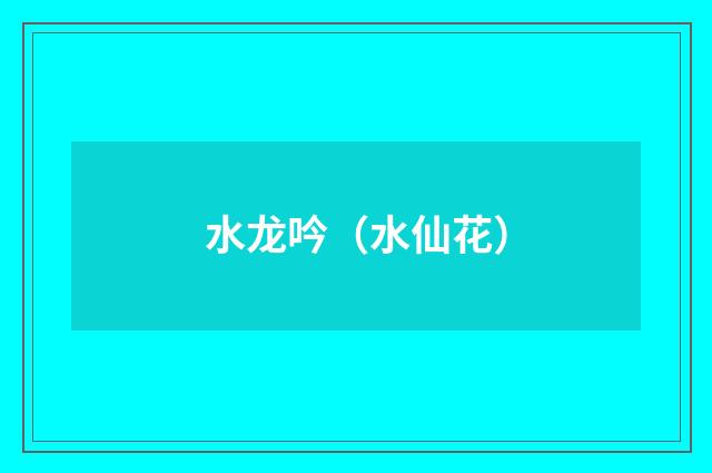 水龙吟(水仙花)