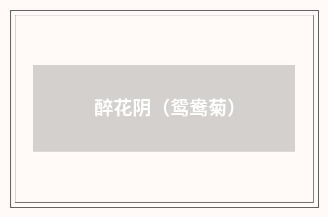 醉花阴(鸳鸯菊)