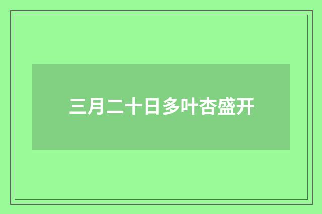 三月二十日多叶杏盛开