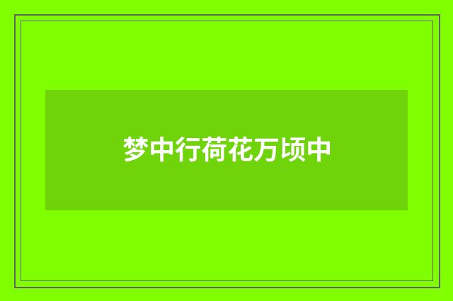 梦中行荷花万顷中