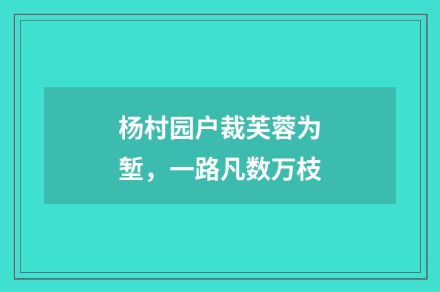杨村园户裁芙蓉为堑，一路凡数万枝
