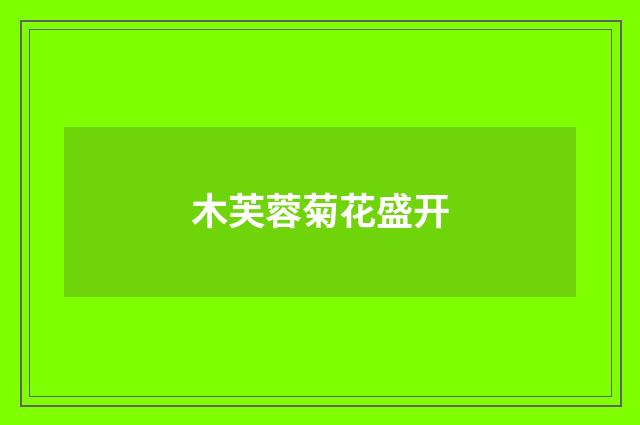 木芙蓉菊花盛开