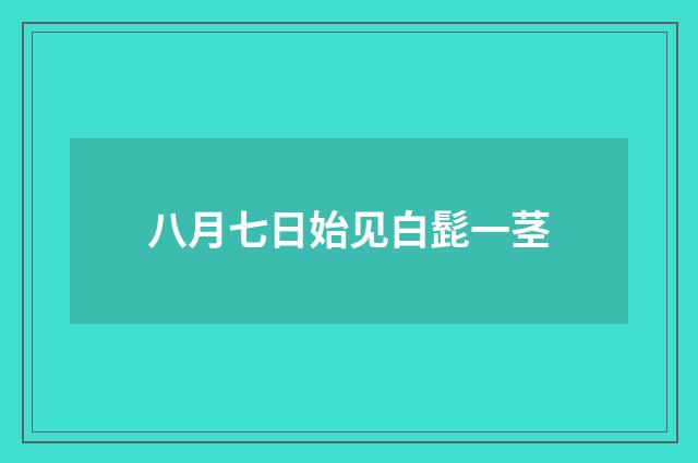 八月七日始见白髭一茎