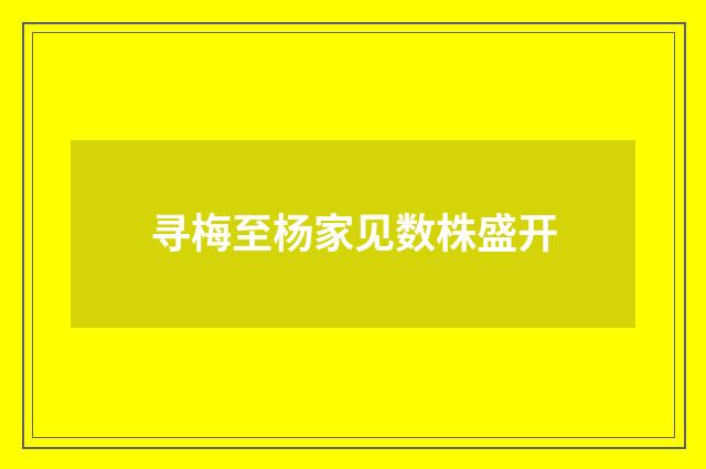 寻梅至杨家见数株盛开