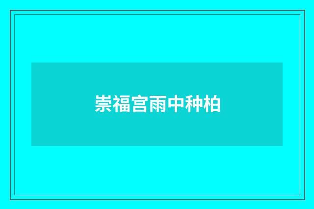 崇福宫雨中种柏