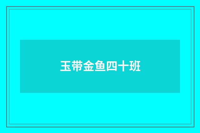 玉带金鱼四十班