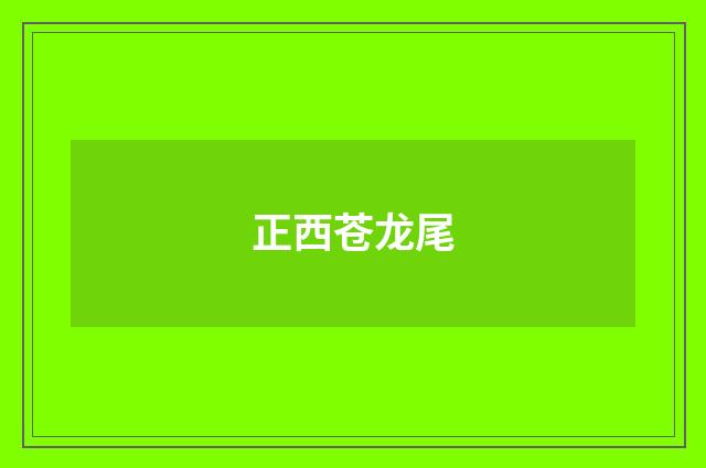 正西苍龙尾