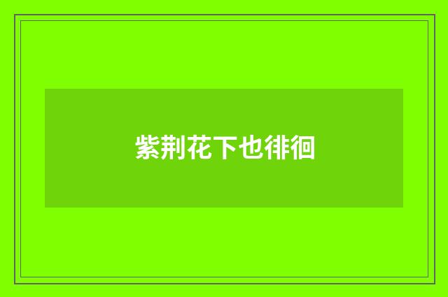 紫荆花下也徘徊