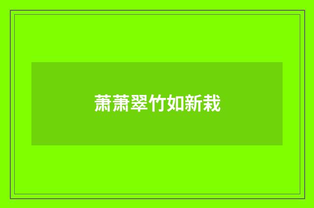萧萧翠竹如新栽
