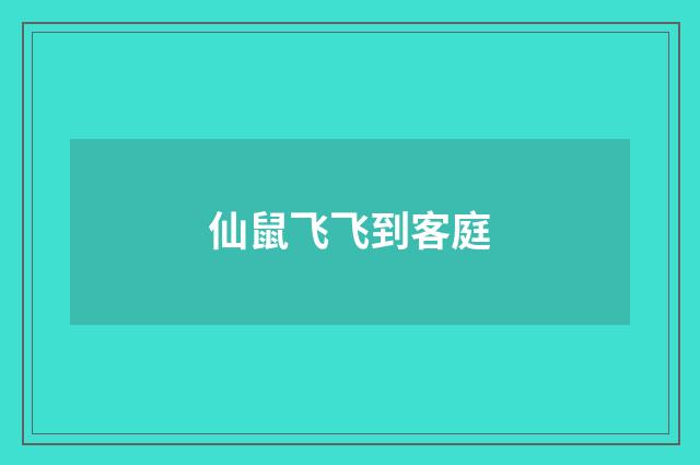 仙鼠飞飞到客庭