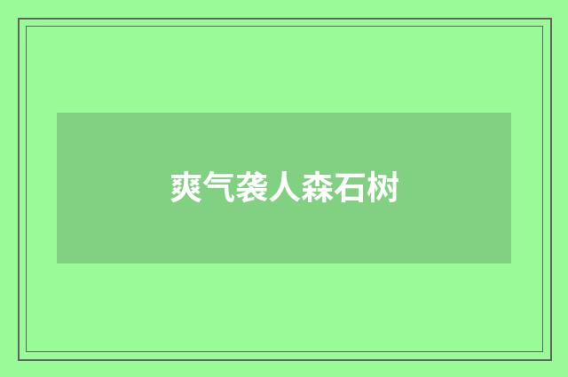 爽气袭人森石树