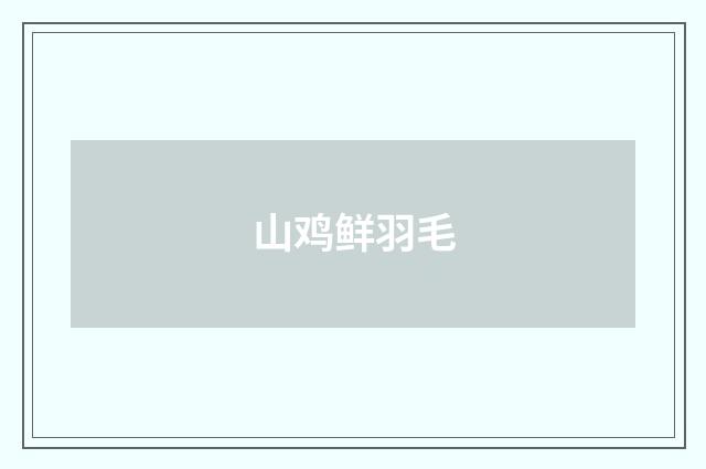 山鸡鲜羽毛